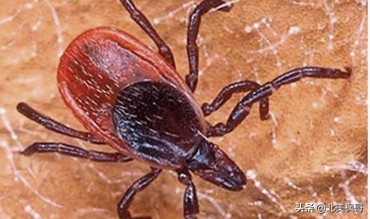 在加拿大最危险的五件事情,加拿大有什么危险动物或昆虫