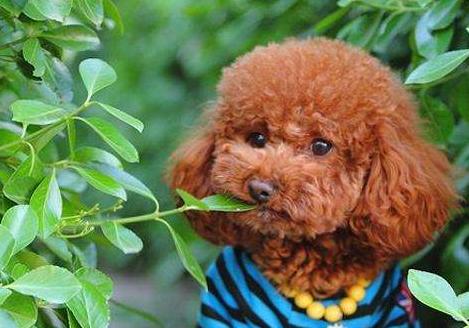 泰迪洗澡受凉吐黄水,泰迪吐黄水怎么回事怎么办