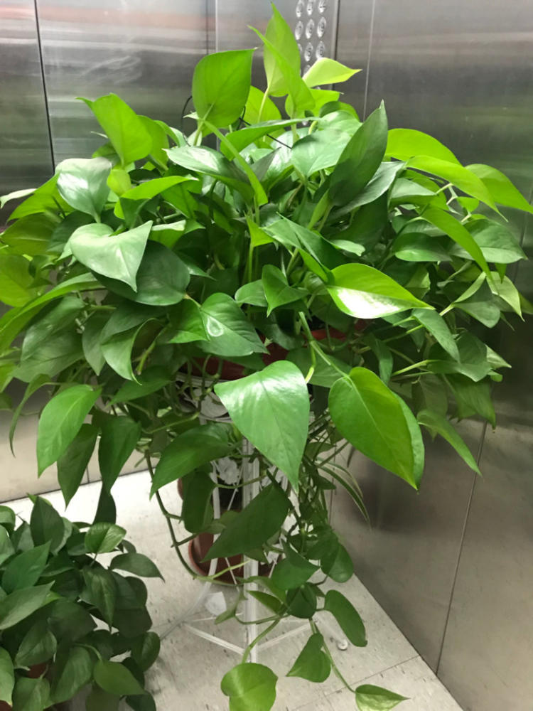 富贵竹和绿萝可以一起放在卧室吗,水培的绿萝可以放在卧室吗