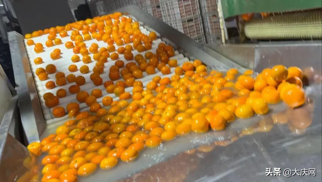 最近市场上常见的这种水果，放两个月都不烂，竟是因为……