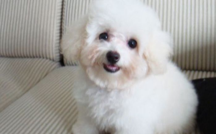 辟谣，爱宠泪痕重并非纯粹食物原因，主人需对症治疗五种特殊情况