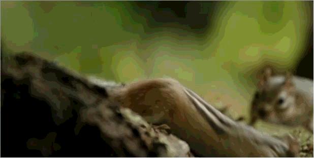 关于松鼠你还不知道什么,关于松鼠你还知道什么知识