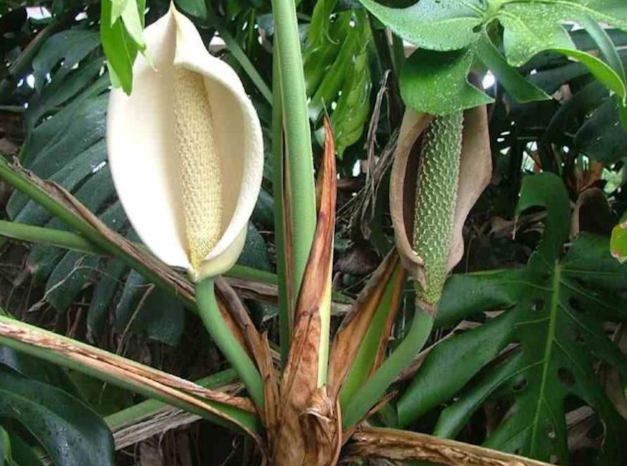 入侵印度的“神赐水果”，似凤梨，又似香蕉，为什么不能多吃？