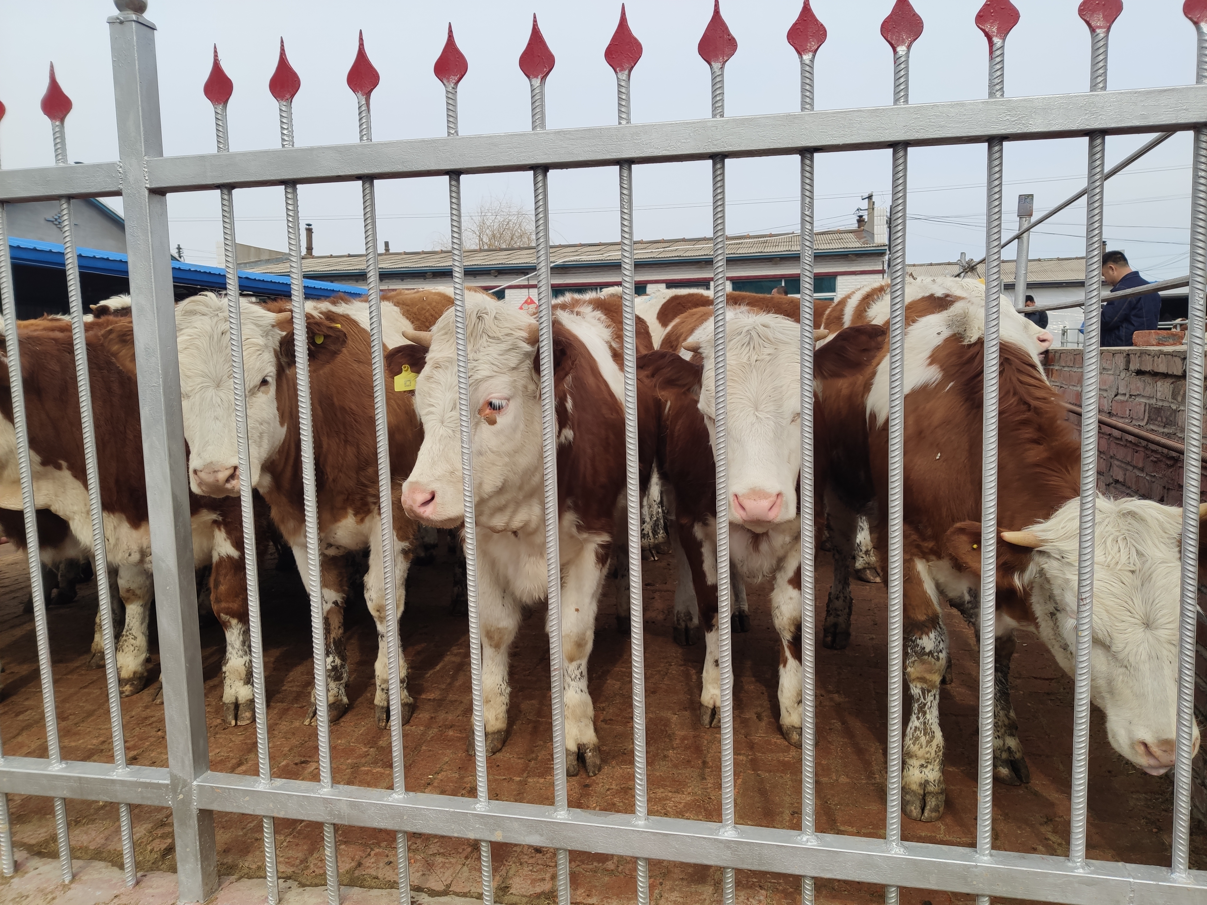 老养牛人经验,老养牛