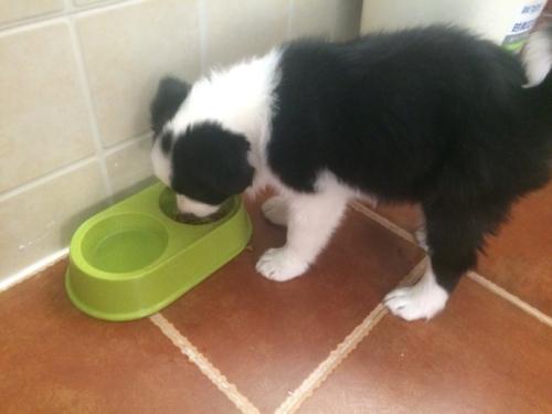 边境牧羊犬厉害吗,边境牧羊犬厉害之处