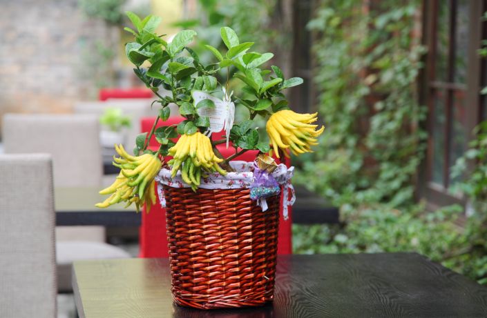 盆景佛手怎么养殖的视频,佛手树桩盆景制作教程