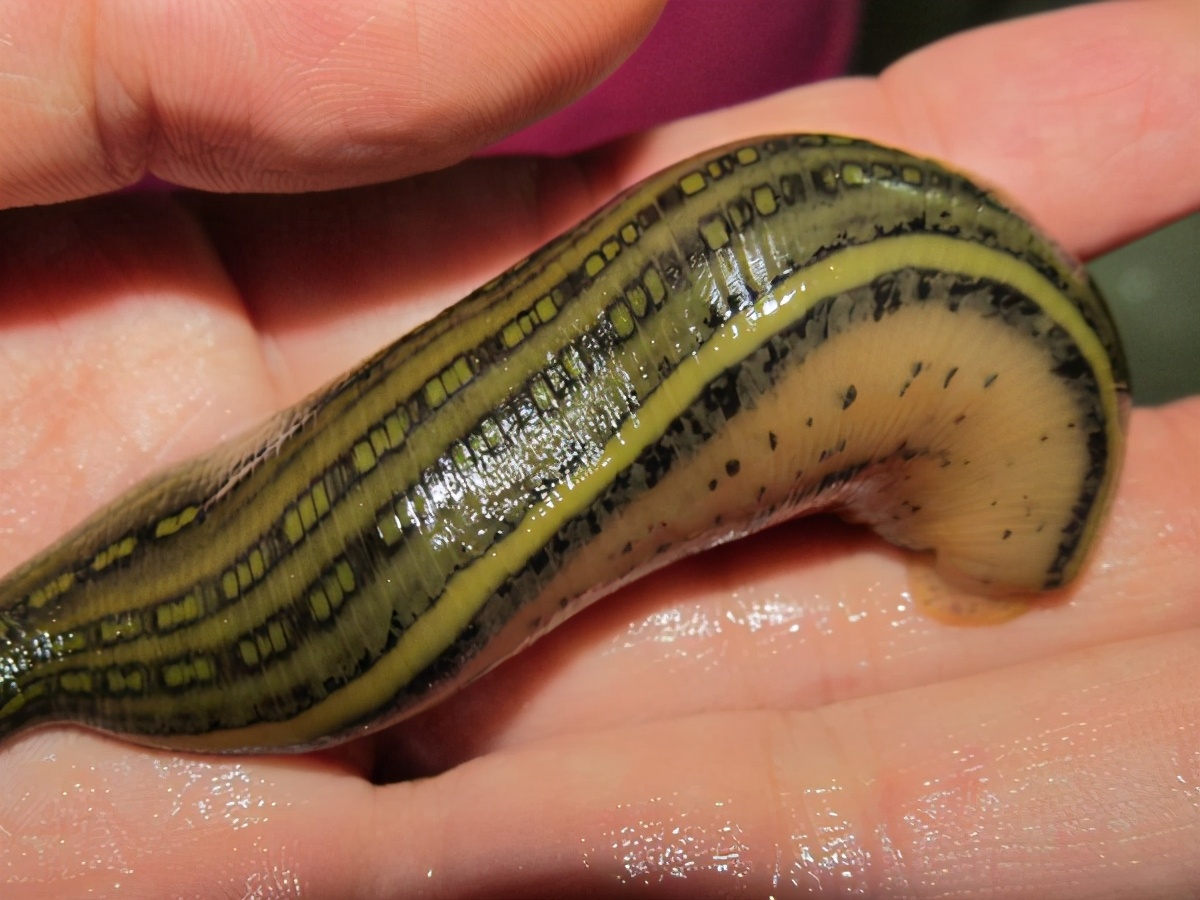 水蛭吃进肚子,水蛭被蚯蚓吞掉