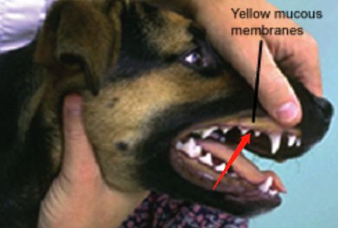 什么是犬黄疸,犬黄疸肝炎的症状及表现