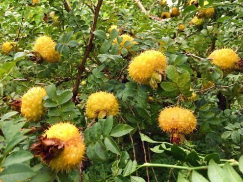 采摘时间长种植项目,采摘两年的果树