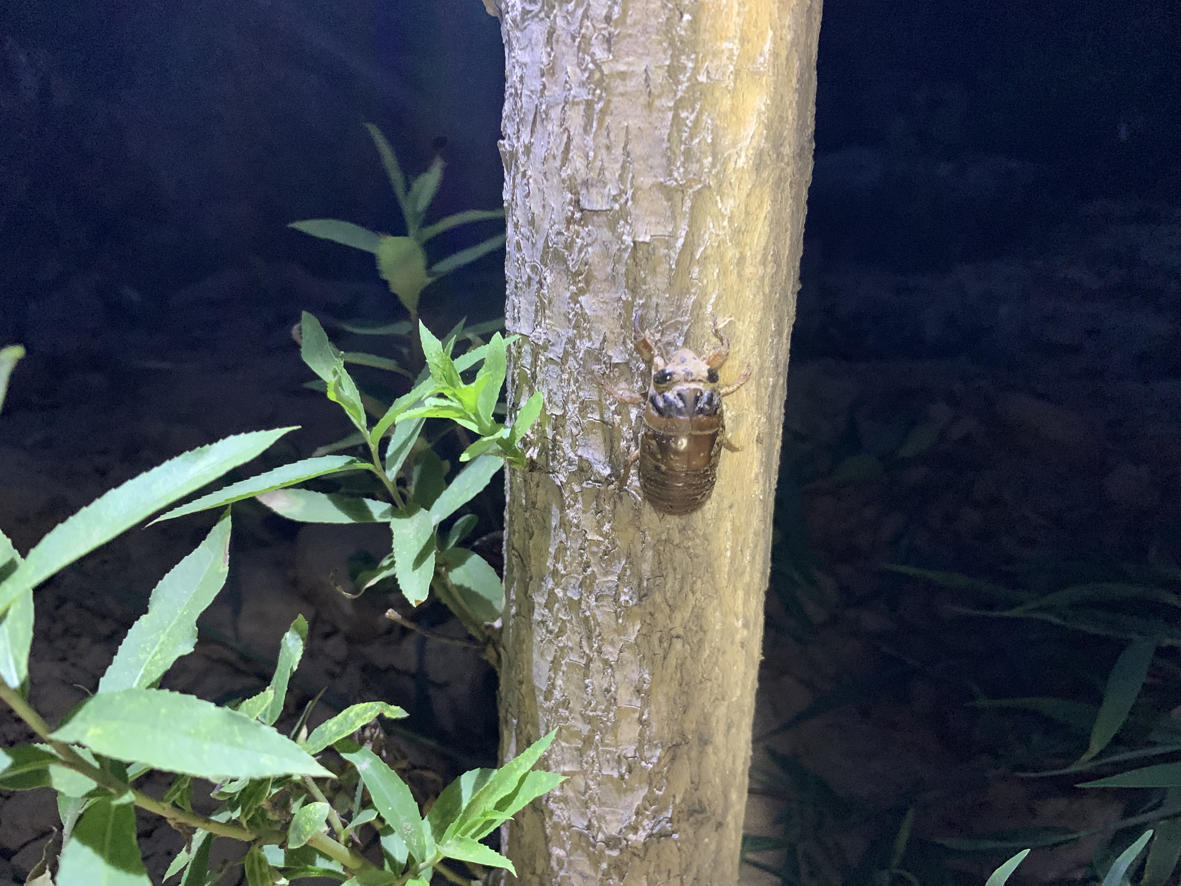 炸知了猴用焯水吗,怎样炸知了猴才酥脆