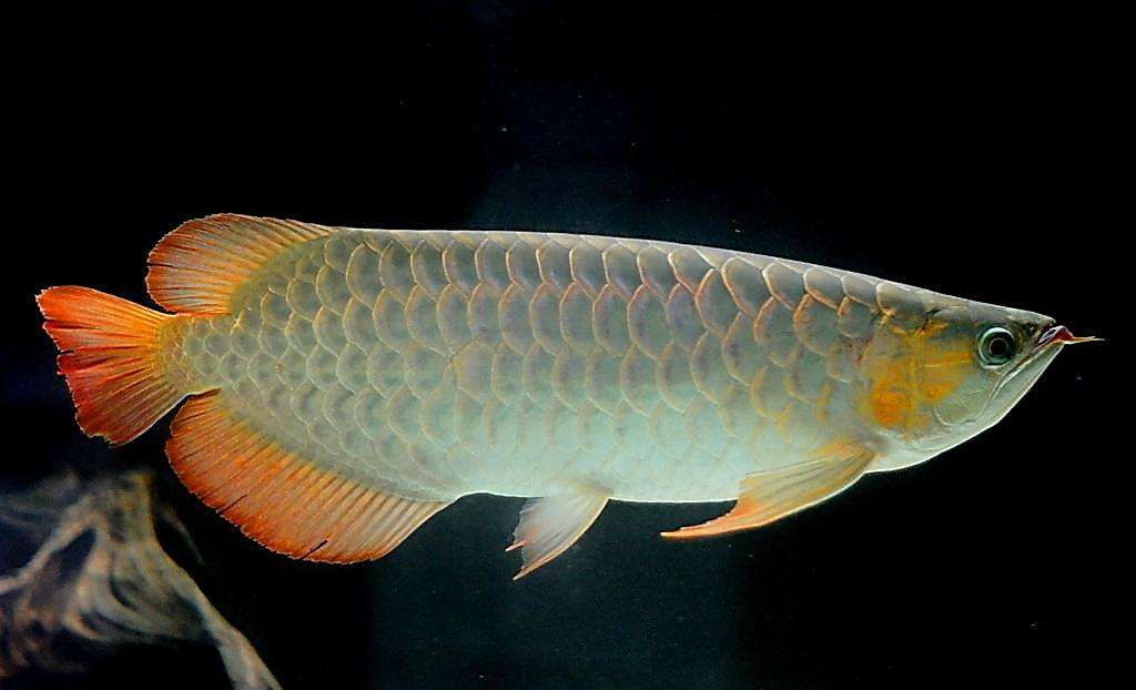 银龙鱼怎么教培,饲养银龙鱼的入门知识