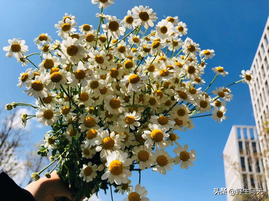 洋甘菊切支养护方法,鲜切洋甘菊怎样才能保持长久