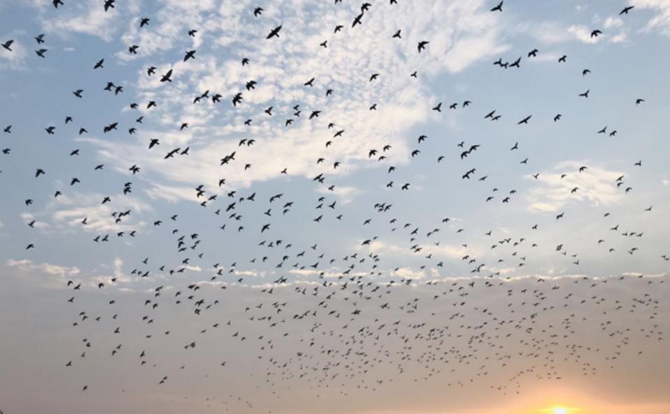 信鸽如何尽快适应新鸽舍,赛鸽知识分享鸽子飞不高