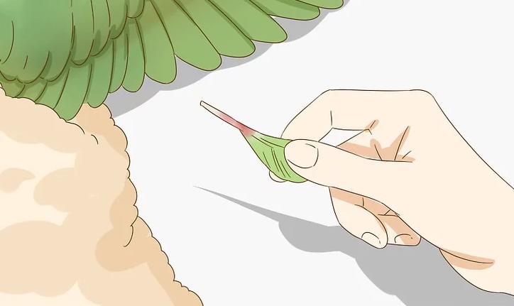 雏鸟羽毛有屎怎么处理,雏鸟翅膀羽根有血