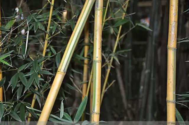 26种竹子大全,26种竹子的特别之处