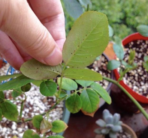 月季蚜虫怎么治才能彻底消灭,月季被红蜘蛛祸害了怎么救