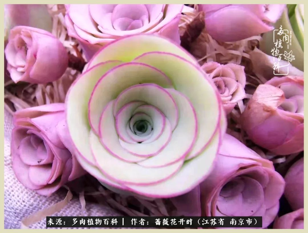 又见颜的妩媚，色的诱惑！这些山地玫瑰礼盒惊艳了眼眸