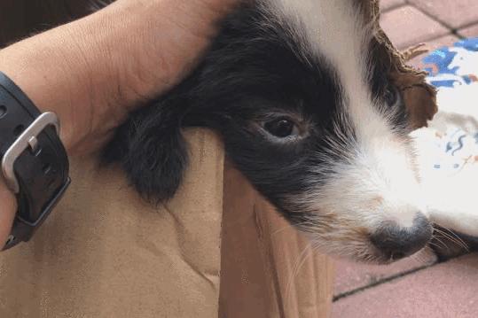 卡布：来自一只三个月大的边境牧羊犬，一封遗留在人间的草稿