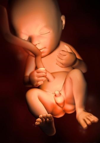 胎儿发育全过程标本,是否能看到胎儿的发育过程