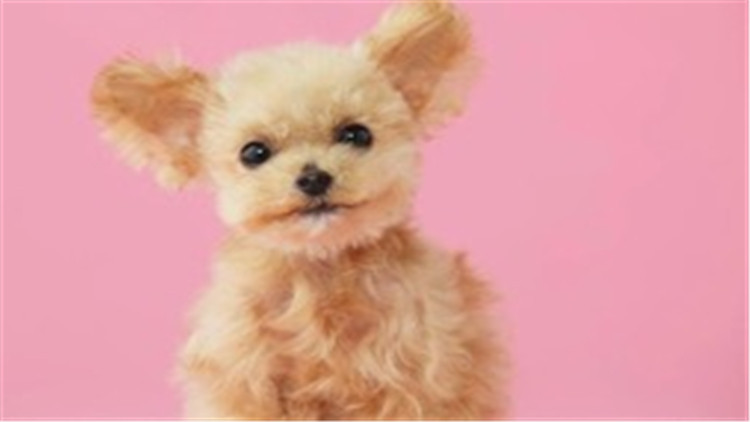 贵宾犬与巨贵犬智商的区别,贵宾犬的智商