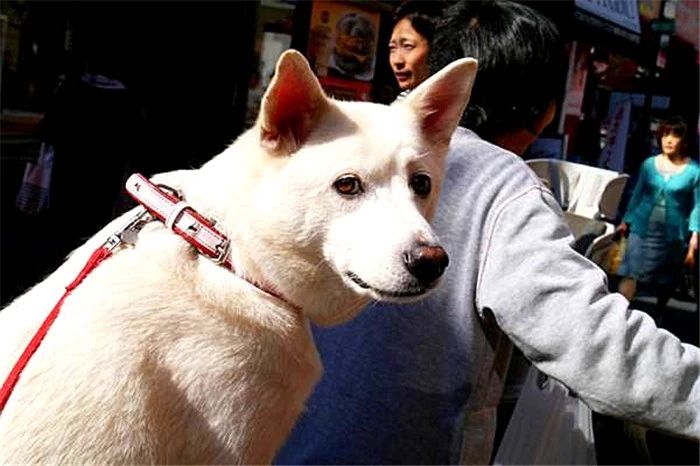 狗狗亲主人脸是什么意思,爱犬和狗接吻的危害