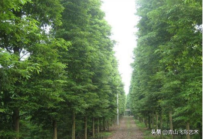 金丝楠木有几种哪一种价值最高,金丝楠木要多少年的才有价值