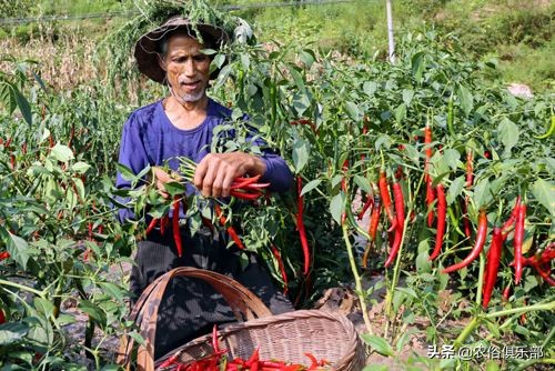 国庆小长假，出去浪不如回老家收庄稼，儿时这5种农活你做过哪些
