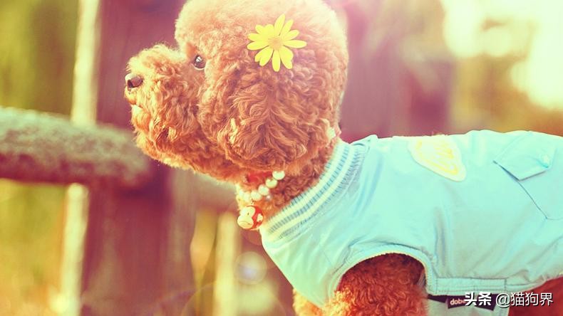 泰迪为什么那么惹人讨厌,为什么讨厌泰迪