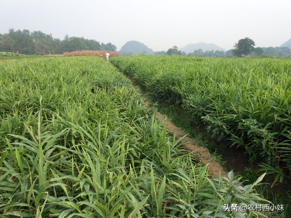 河南生姜种植时间和方法,泡沫箱生姜的种植方法