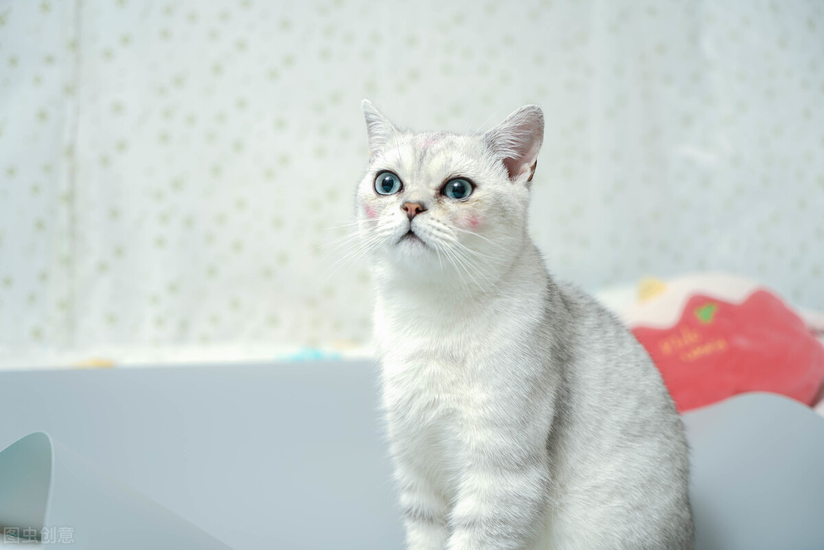 适合新手宠物猫,宠物猫新手哪种好养