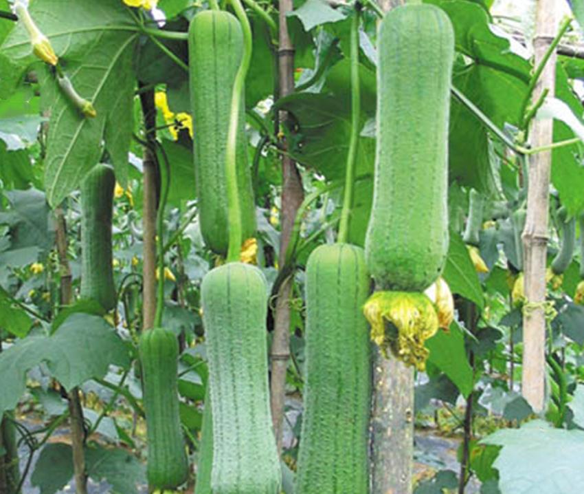 隔壁大爷种植丝瓜专卖老瓜，别人论斤卖他论个，有多少卖多少