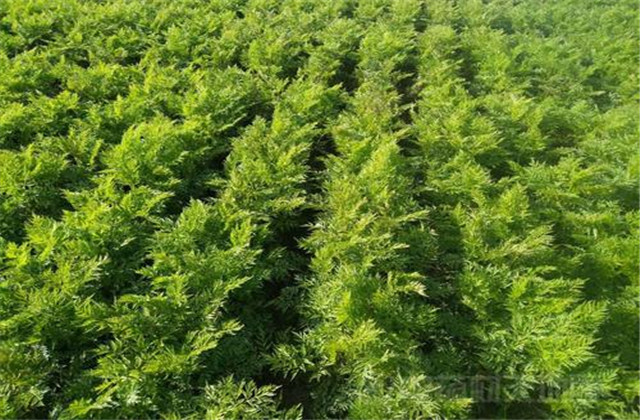 川芎﻿栽培技术，这几个要点要掌握好，对栽培有很大帮助