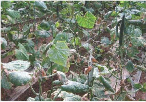 黄瓜镰刀菌枯萎病——如何防治？做好这几点就能有效防治！附方法