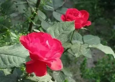 100种花的英文和花语是什么,100种花的花语以及送花礼仪分享