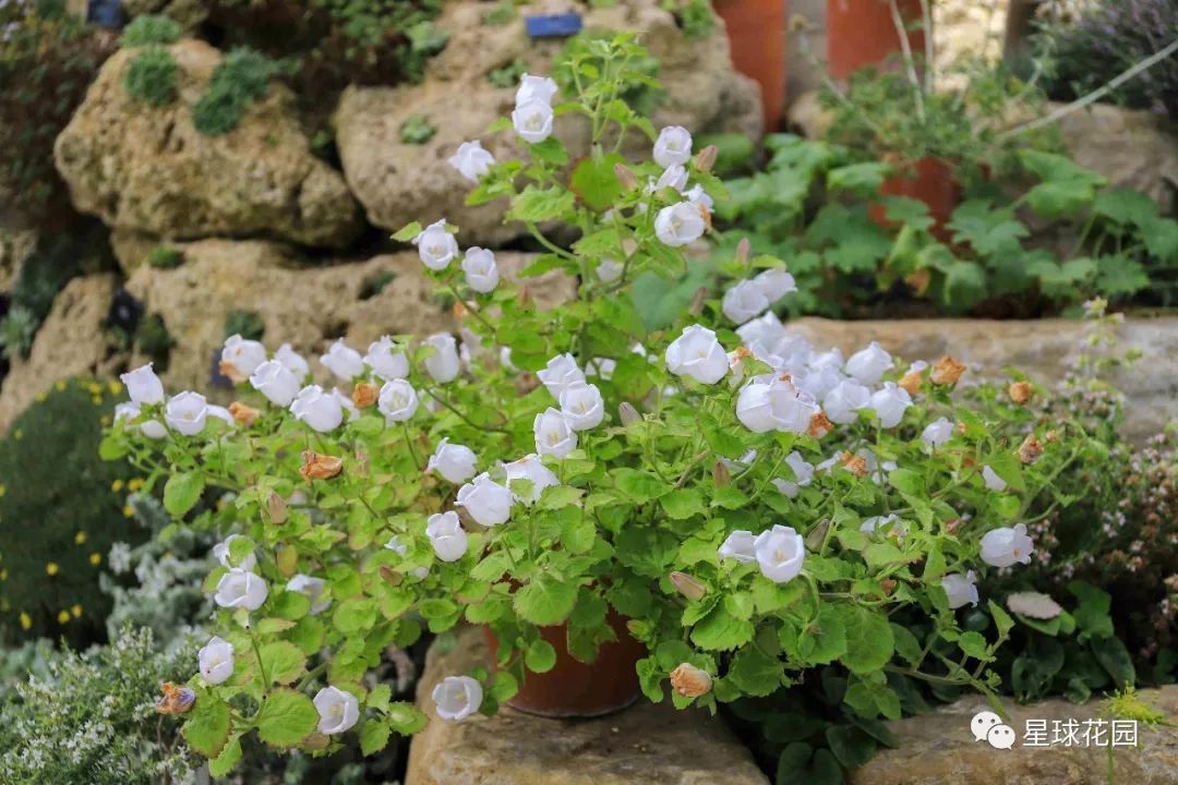 二木带你游花园|邱园（kewgarden）离我们到底有多远？