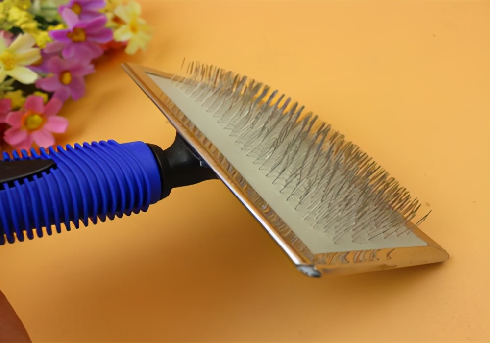 泰迪耳朵尾巴掉毛怎么回事,小泰迪耳朵掉毛是什么原因