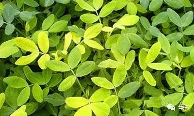 花生高产栽培技术视频,种花生到收花生的所有过程