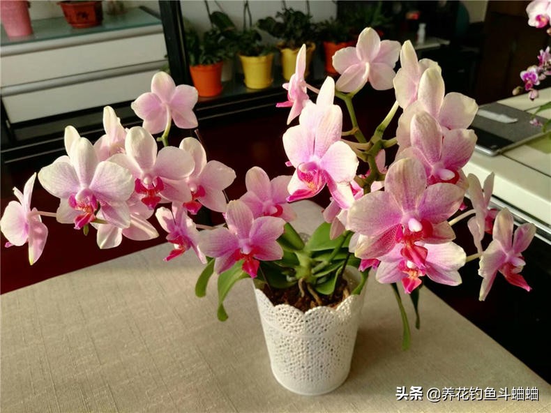 蝴蝶兰开完就扔了怎么办,蝴蝶兰怎么养才能变多盆