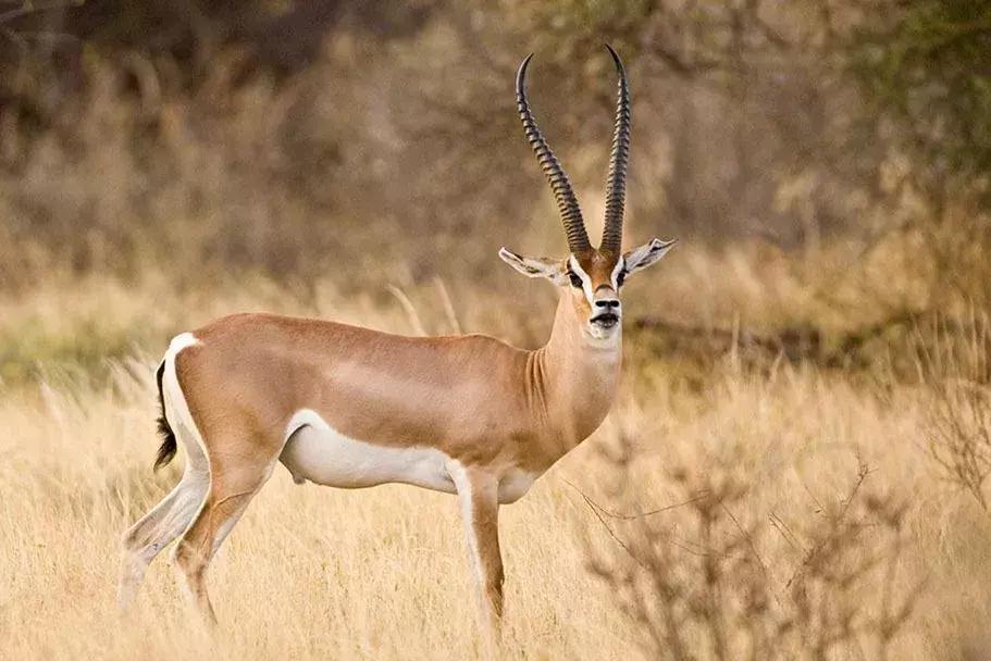 瞪羚企业总数,瞪羚企业数量排行城市
