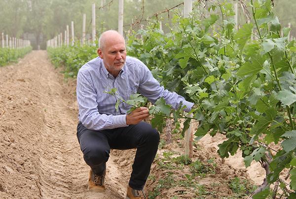 张裕酒创始人为什么选烟台,张裕宁夏葡萄有限公司