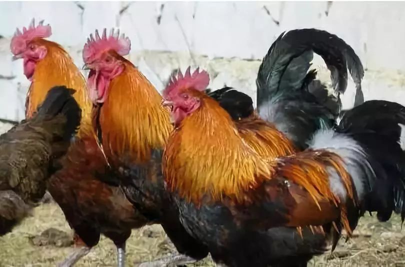 全新疆著名的特产,盘点十大新疆的特产