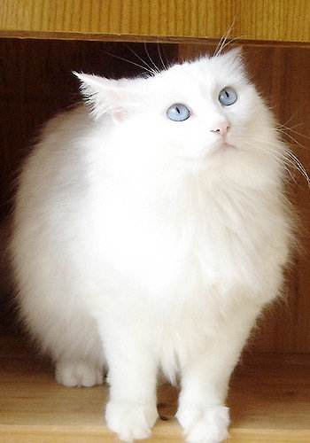 山东狮子猫怎么打理毛发,山东狮子猫怎样养得好看