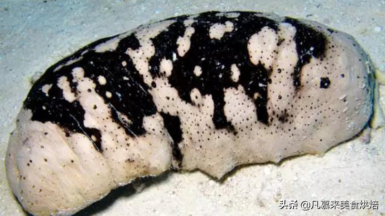 海参有多少种品种科普,海参品种齐全多种多样