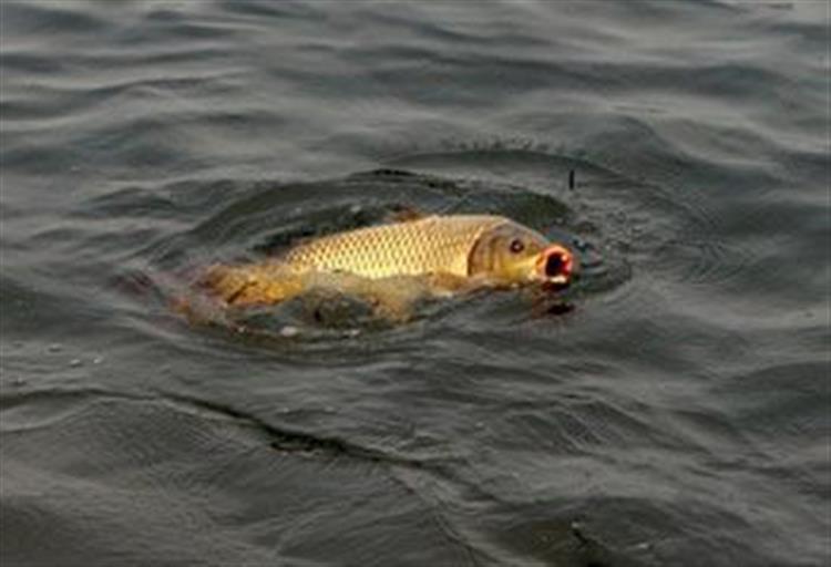 手竿爆炸钩钓鲤鱼,手竿爆炸钩鲤鱼