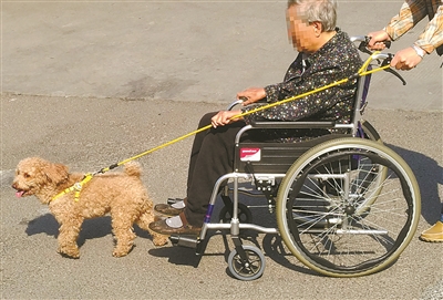 养犬新规定和物业条例,最新养犬管理规定