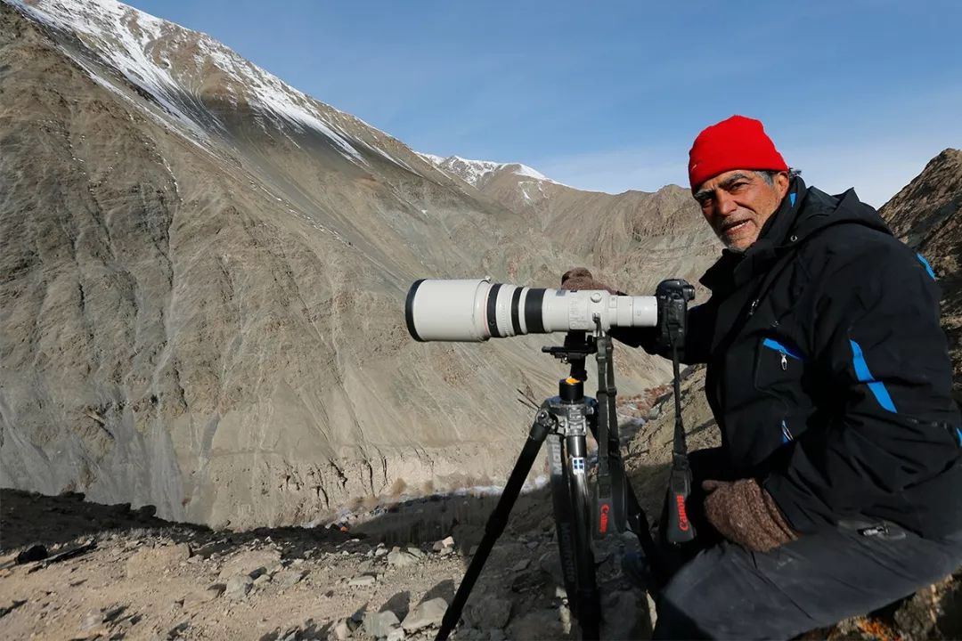 73岁老人被狼追杀,人类被鲨鱼猎杀的惊恐瞬间