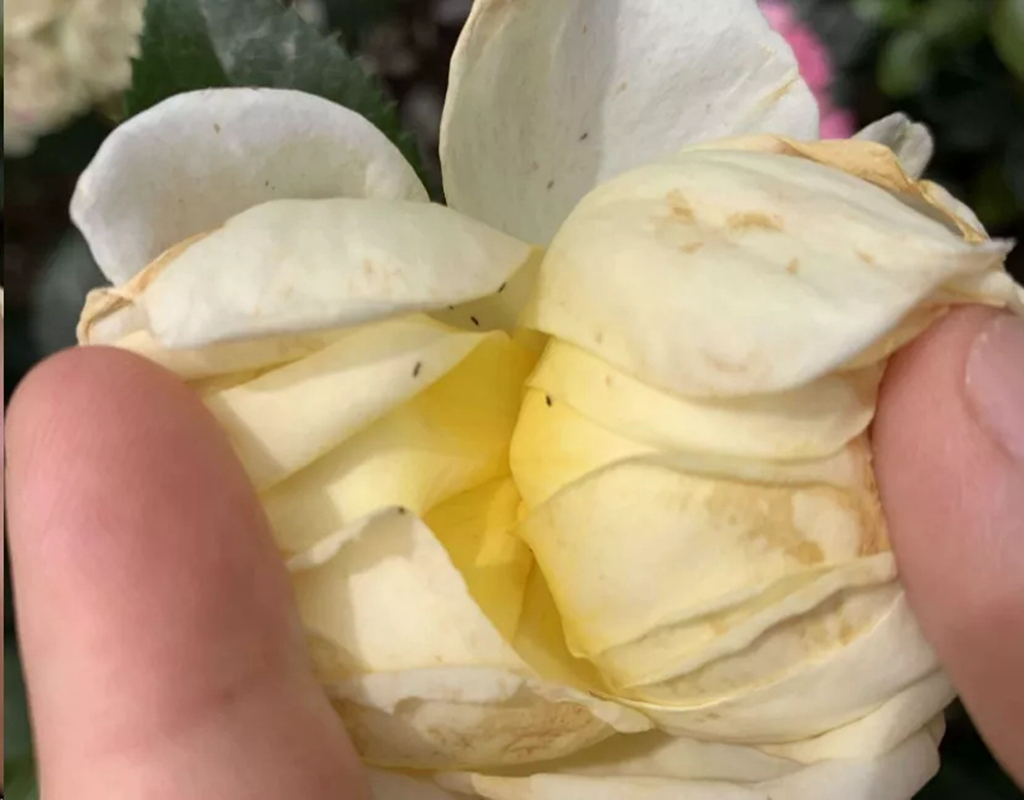 植物卷叶泛黄是什么原因,植物叶子卷曲畸形怎么解决