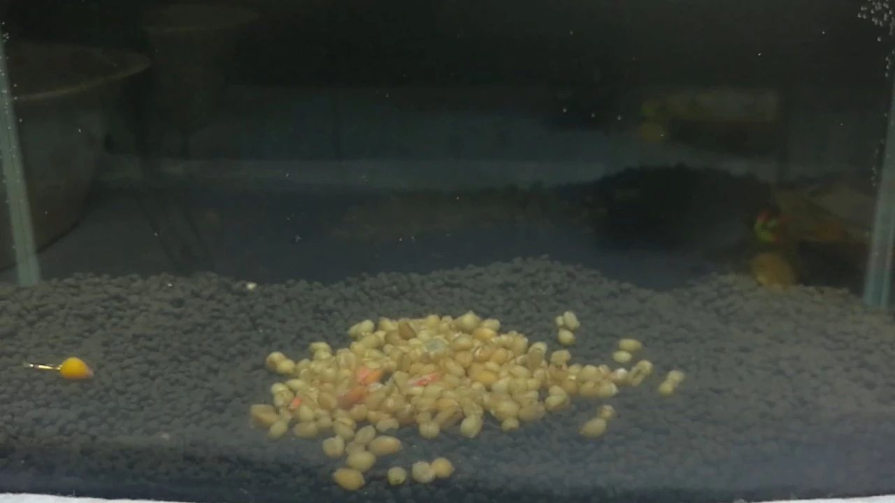 逗钓实操调漂技巧图解大全,钓鱼传统钓法是怎么调漂的