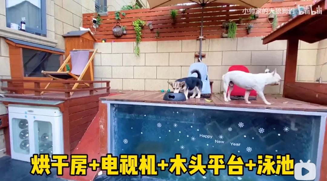 花三年建宠物乐园,花20万给狗打造乐园