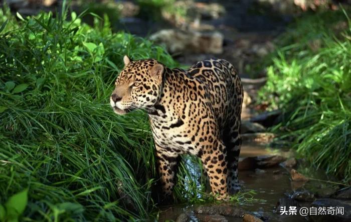 亚马逊十大凶猛植物,巴西亚马逊热带雨林动植物
